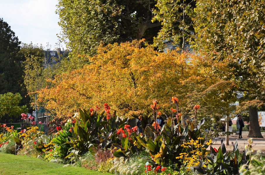 arbre_jardin_des_plantes