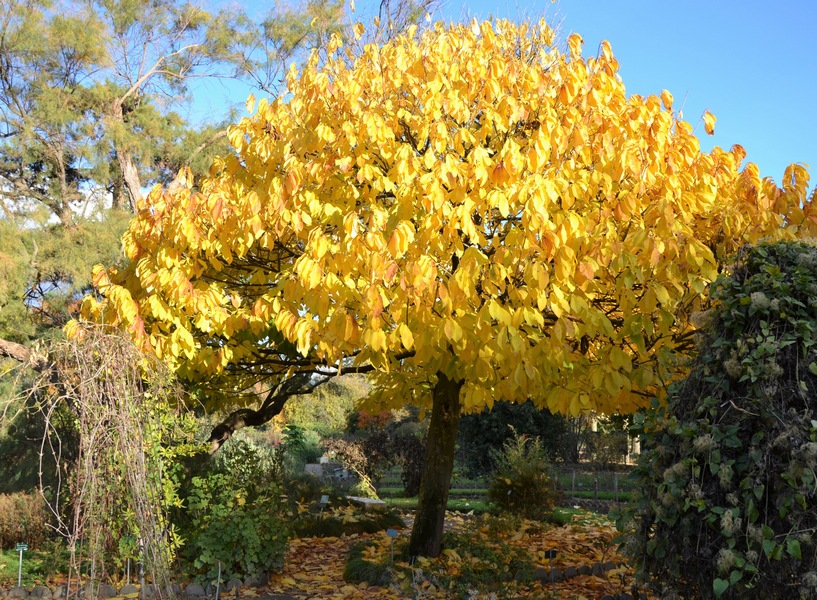 arbrejaune_jardin_des_plantes