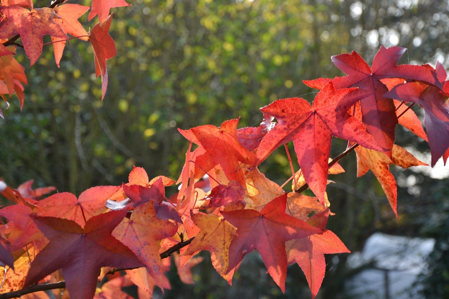 feuilles_jardin_des_plantes