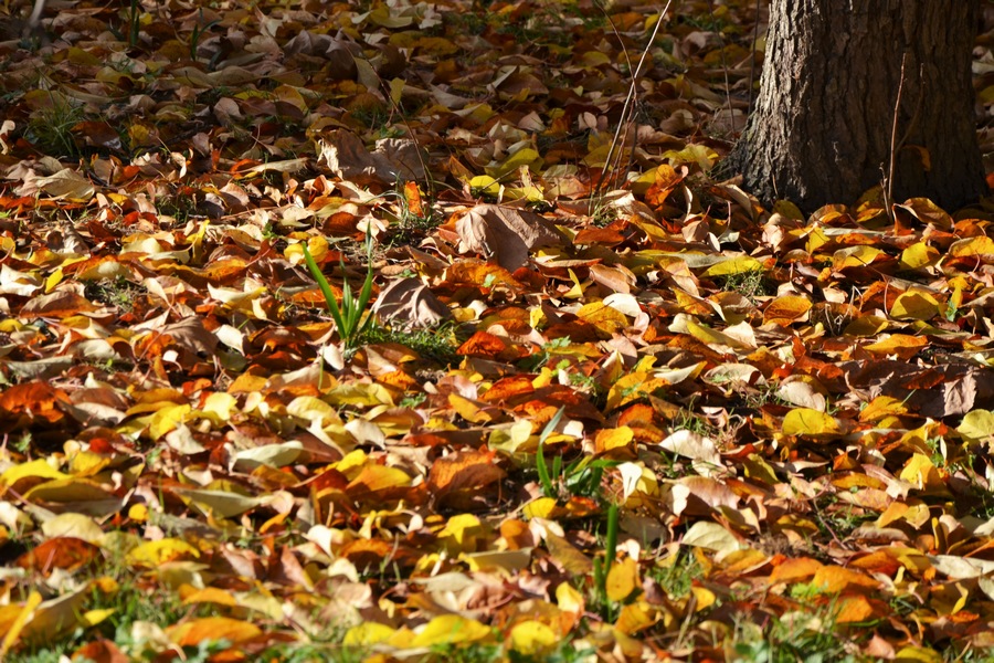 feuilles_tombees_jardin_des_plantes