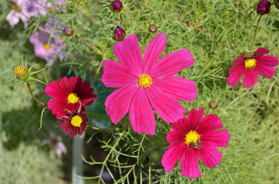 fleurs_jardin_des_plantes