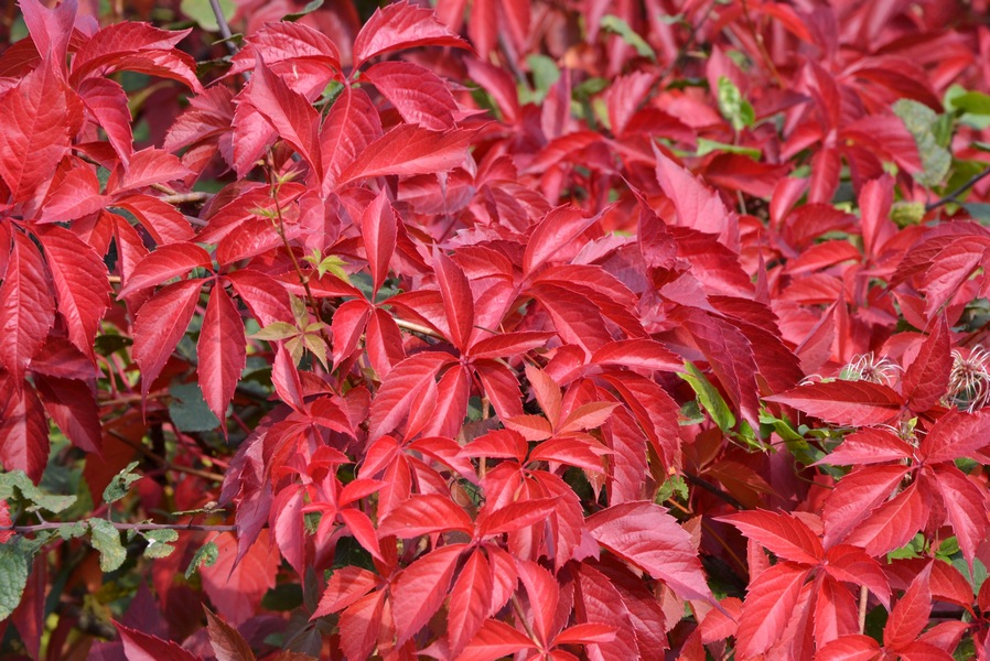 rouge_jardin_des_plantes