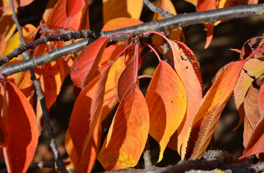 zoom_feuille_jardin_des_plantes