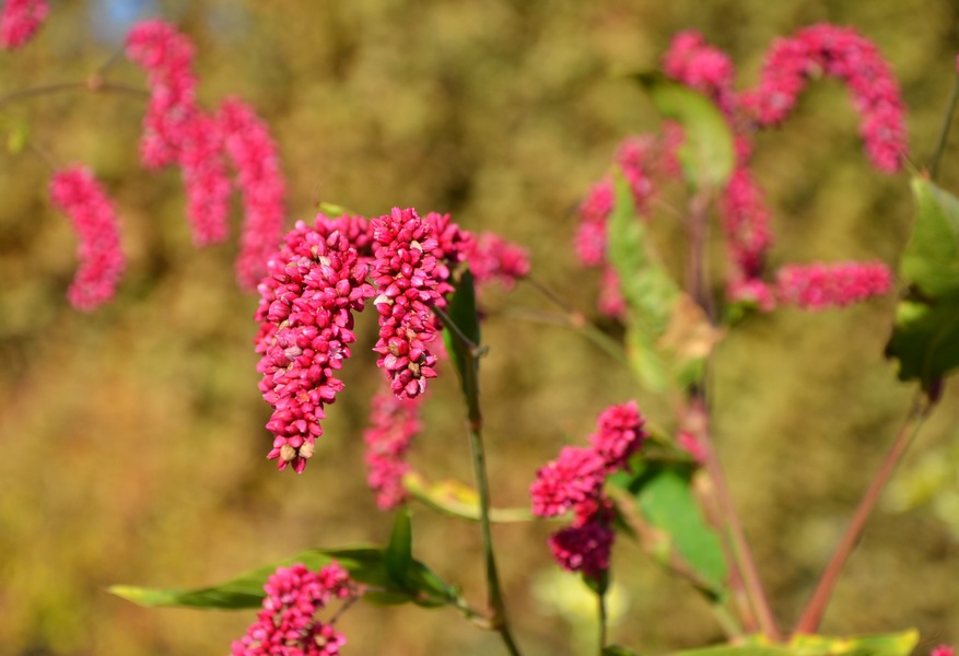 zoom_fleurs_jardin_des_plantes