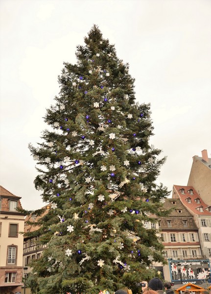 strasbourg_klebersapin