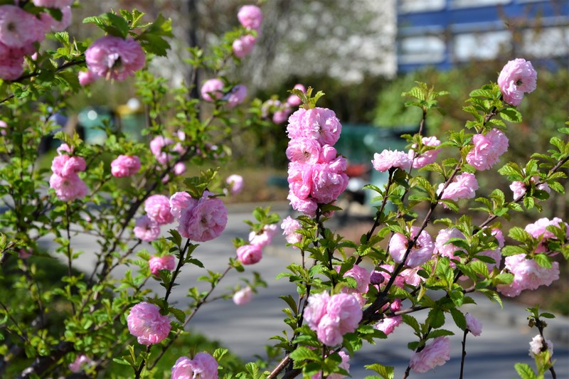 rosiers de la Coulée verte