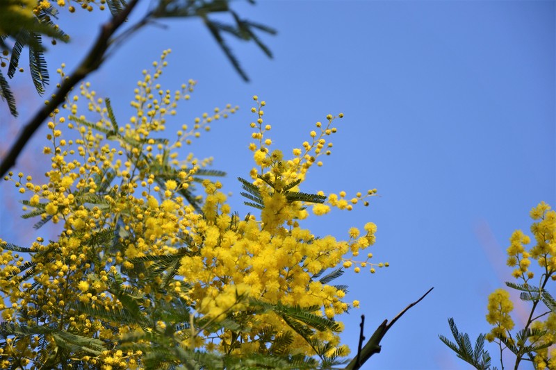 mimosa Montmartre