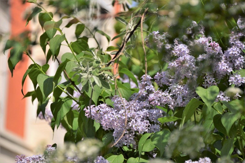 Lilas Sacré-Coeur-Montartre