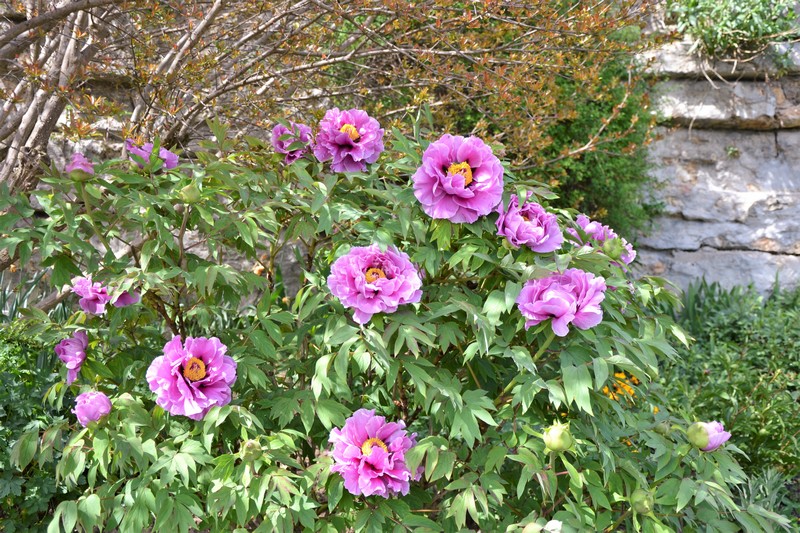 se balader dans le jardin du Sacré-Coeur