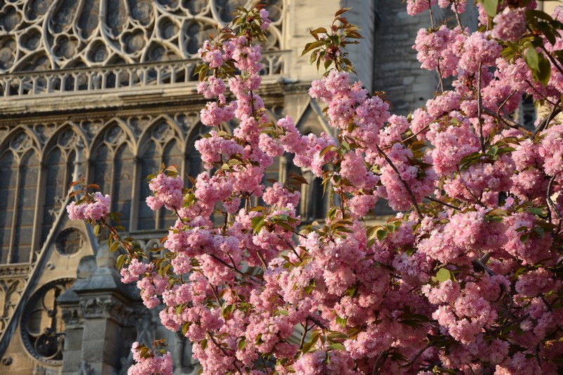 Cerisiers en fleurs à Notre-Dame de Paris