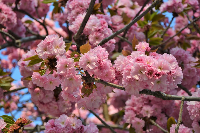 Cerisiers en fleurs roses