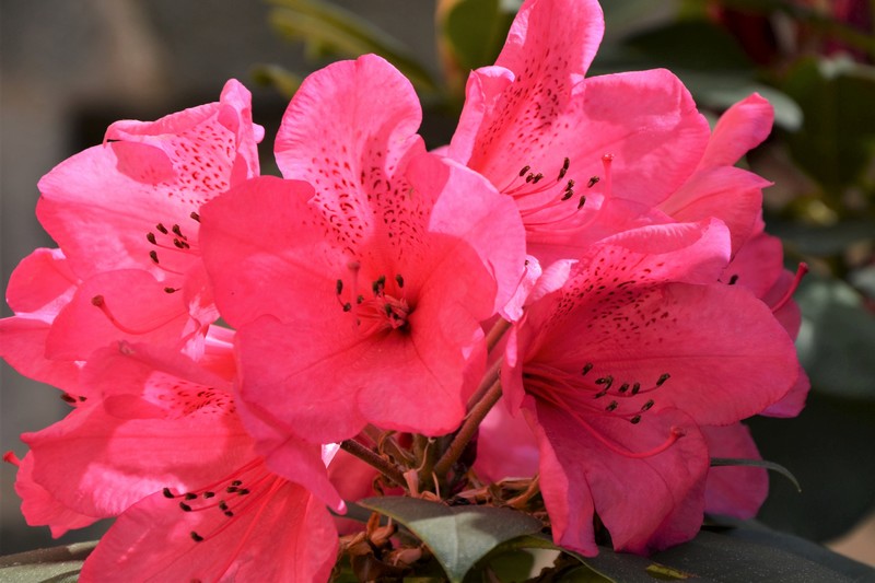 rhododendrons parc de Bercy