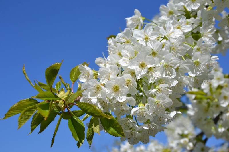 arbre en fleurs Paris13