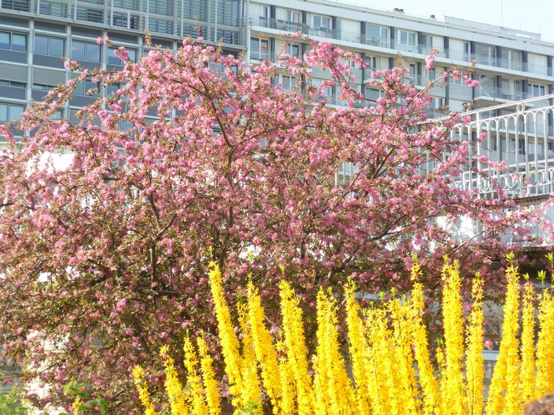 Arbres en fleurs Bastille