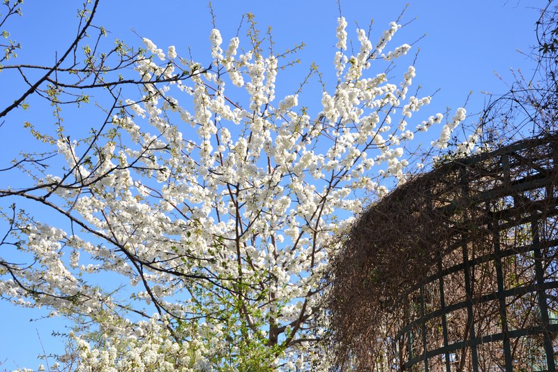 arbres en fleurs Coulée verte