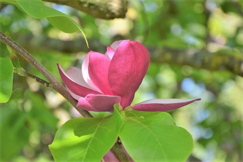 des magnolias par centaines