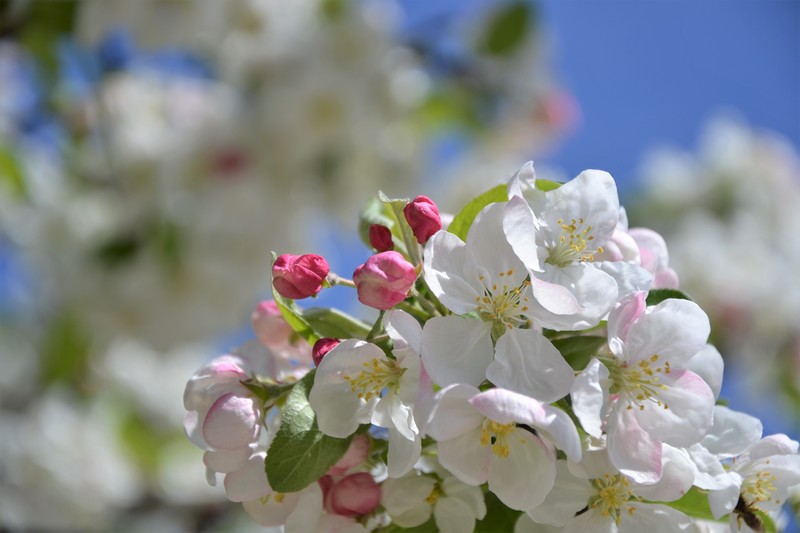 Pommier en fleurs