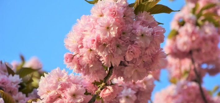 Cerisier en fleurs