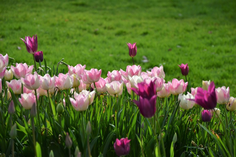 tulipes Palais Royal