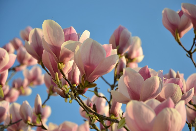 fleurs de magnolias 