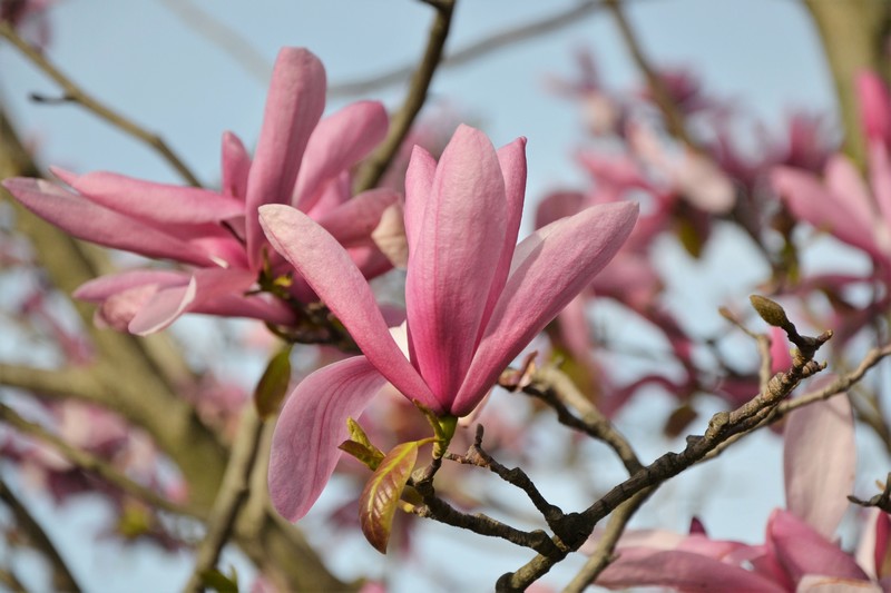 magnolias en fleurs