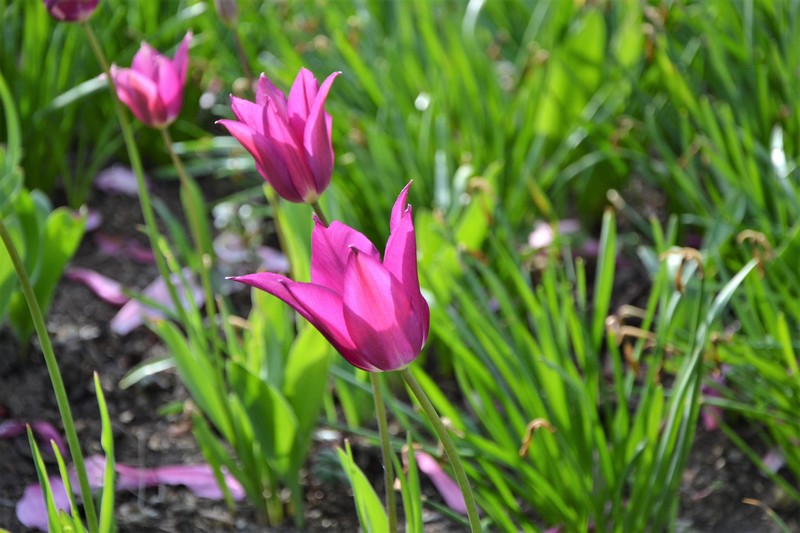 tulipes Paris