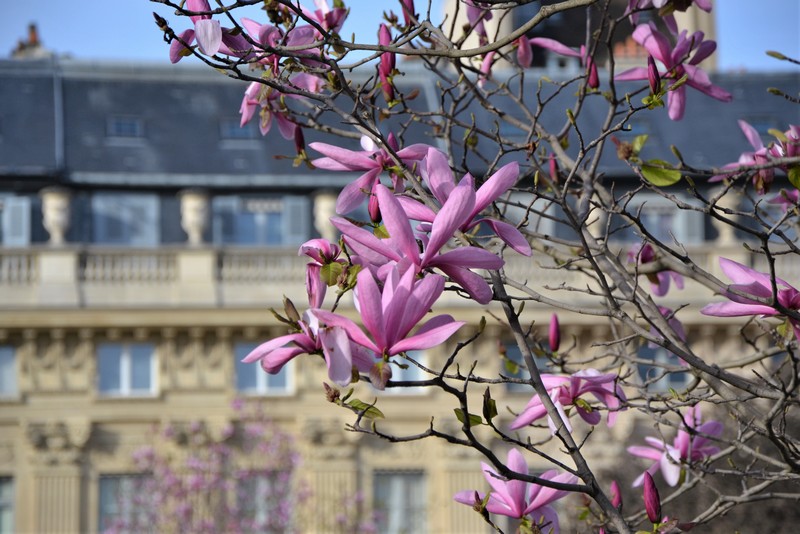 magniolias jardin du Palais Royal