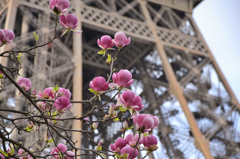 Tour Eiffel Trocadéro