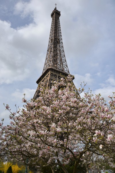magnolias Tour Eiffel