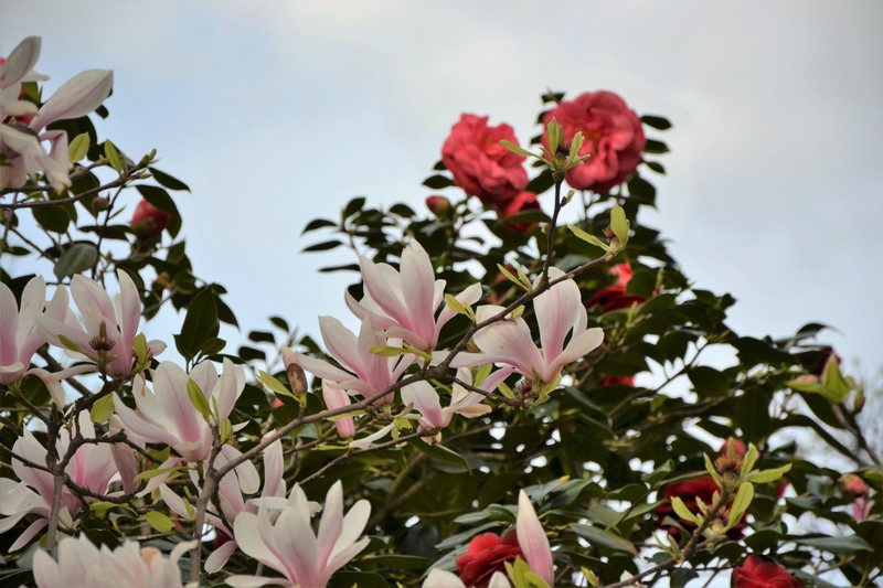 magnolias à la Tour Eiffel