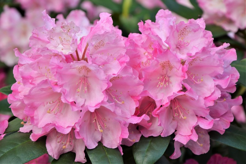 rhododendrons parc de Bercy