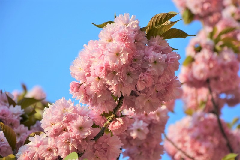 Cerisier en fleurs